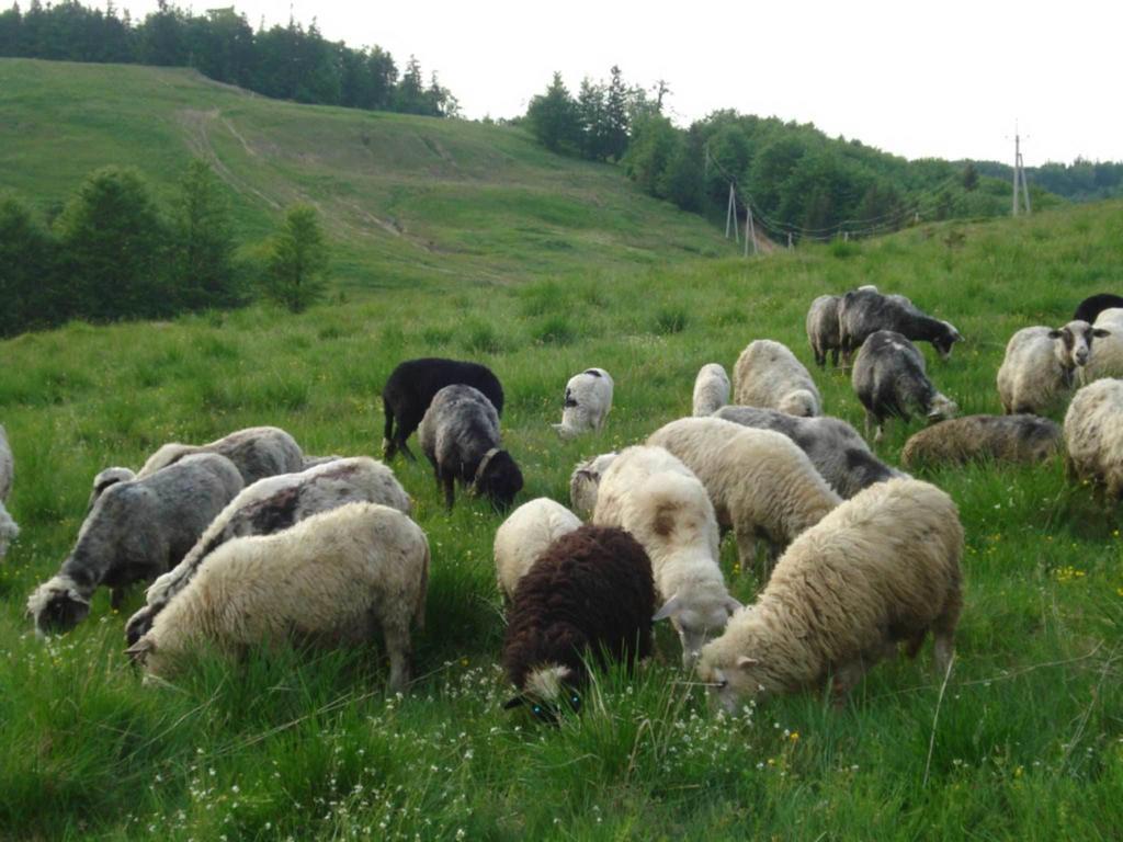 Готель Добрій Vorochta Exteriör bild
